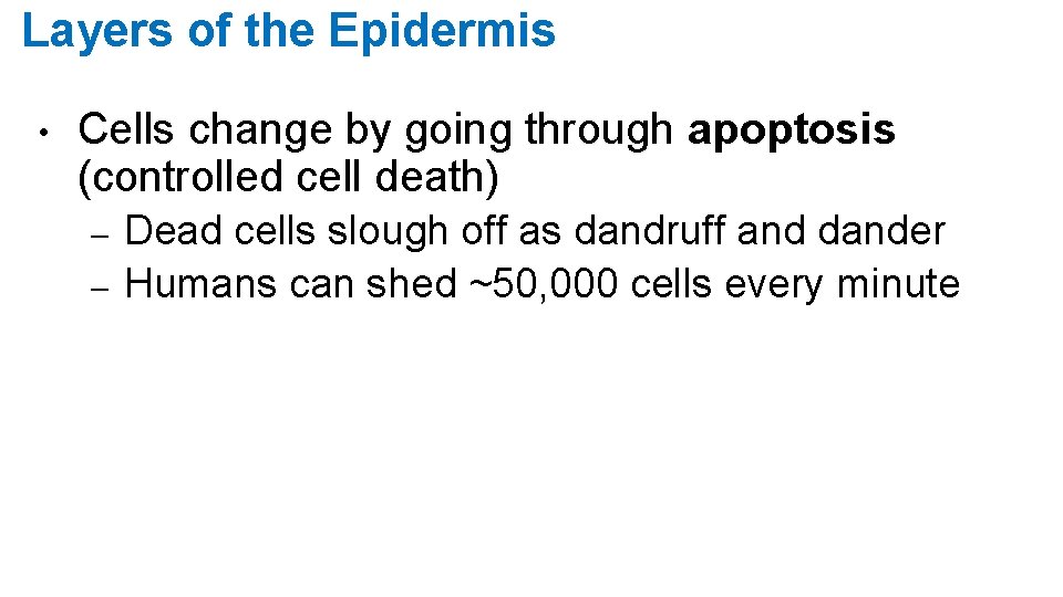 Layers of the Epidermis • Cells change by going through apoptosis (controlled cell death)