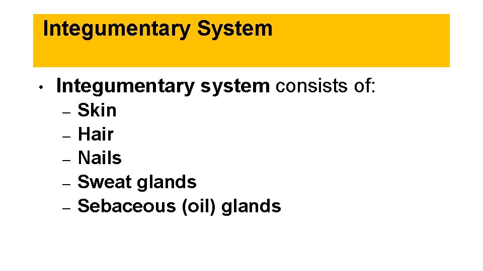 Integumentary System • Integumentary system consists of: – – – Skin Hair Nails Sweat