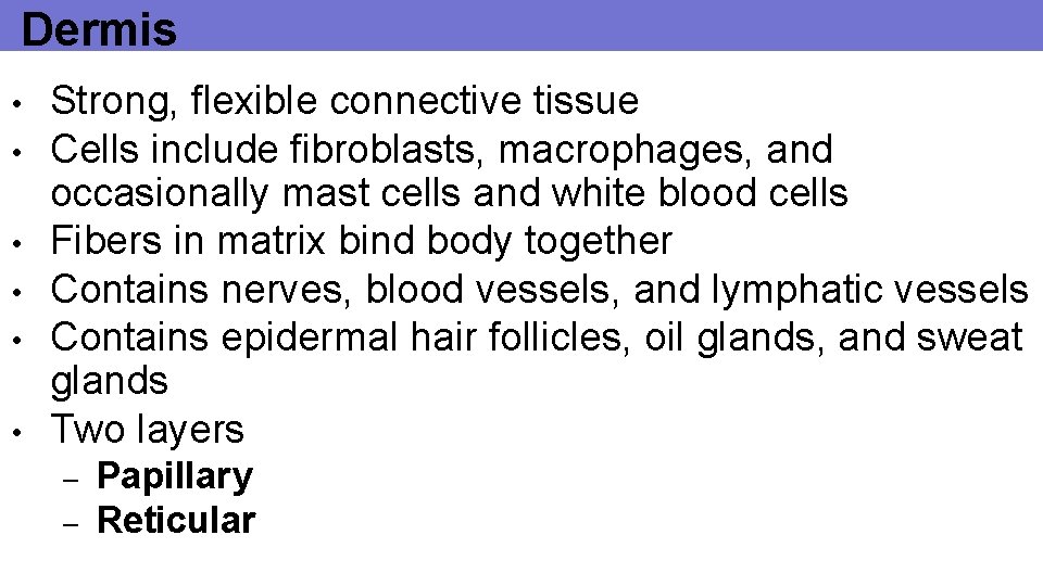 Dermis • • • Strong, flexible connective tissue Cells include fibroblasts, macrophages, and occasionally