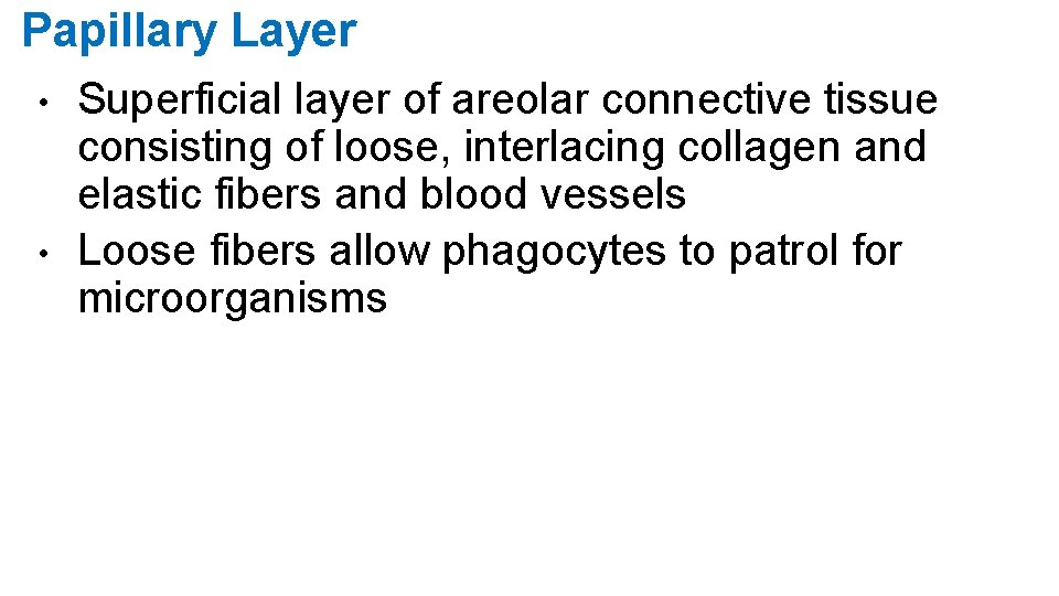 Papillary Layer • • Superficial layer of areolar connective tissue consisting of loose, interlacing