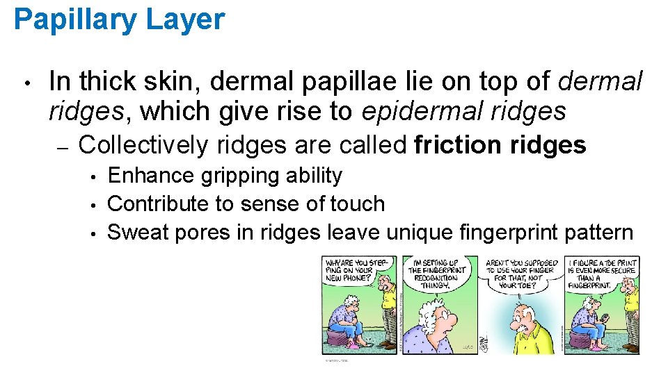 Papillary Layer • In thick skin, dermal papillae lie on top of dermal ridges,
