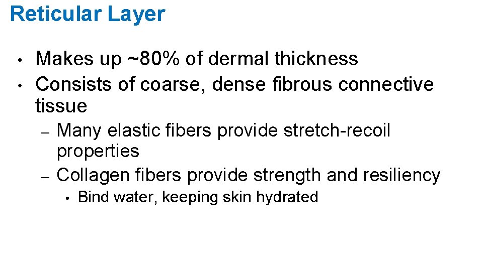 Reticular Layer • • Makes up ~80% of dermal thickness Consists of coarse, dense