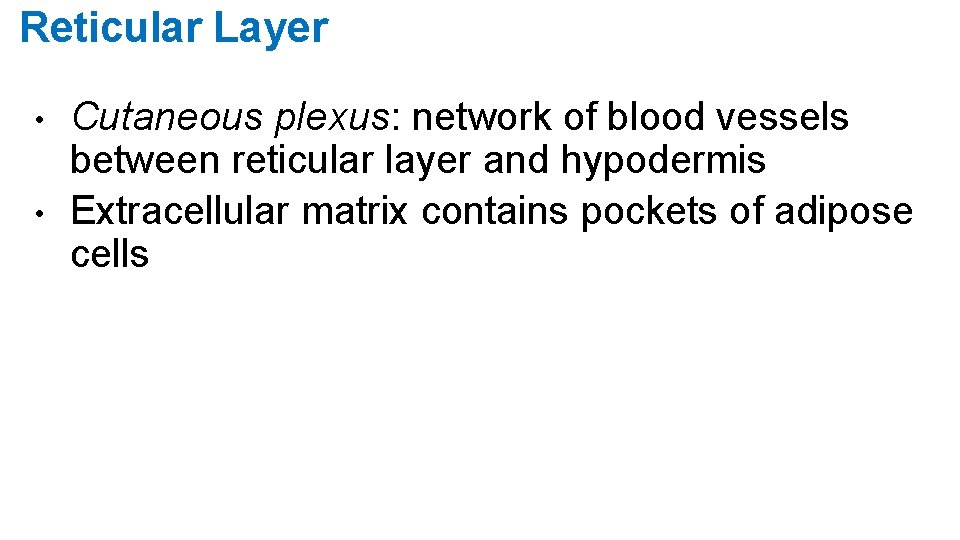 Reticular Layer • • Cutaneous plexus: network of blood vessels between reticular layer and