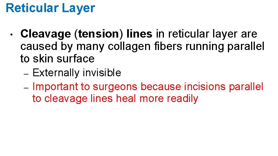 Reticular Layer • Cleavage (tension) lines in reticular layer are caused by many collagen