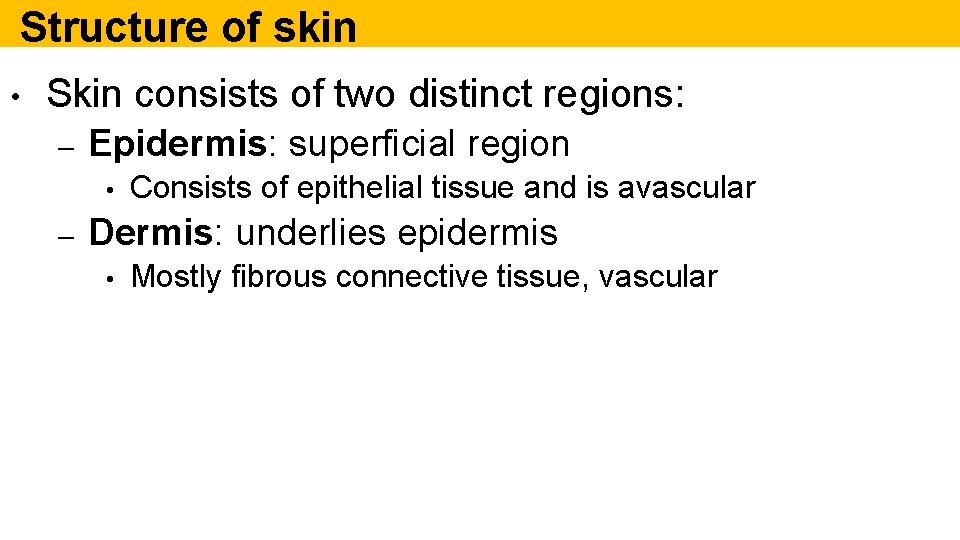 Structure of skin • Skin consists of two distinct regions: – Epidermis: superficial region