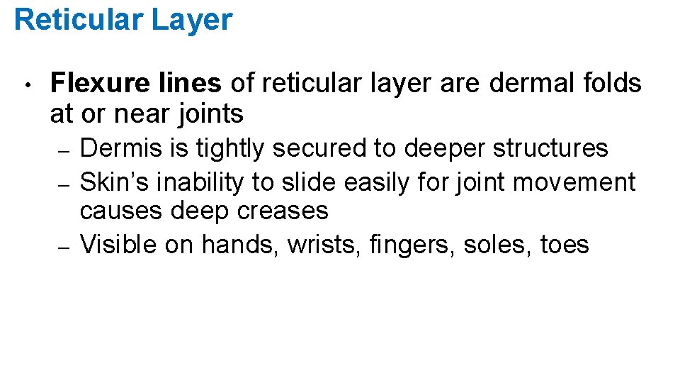 Reticular Layer • Flexure lines of reticular layer are dermal folds at or near