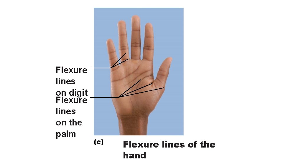 Flexure lines on digit Flexure lines on the palm Flexure lines of the hand