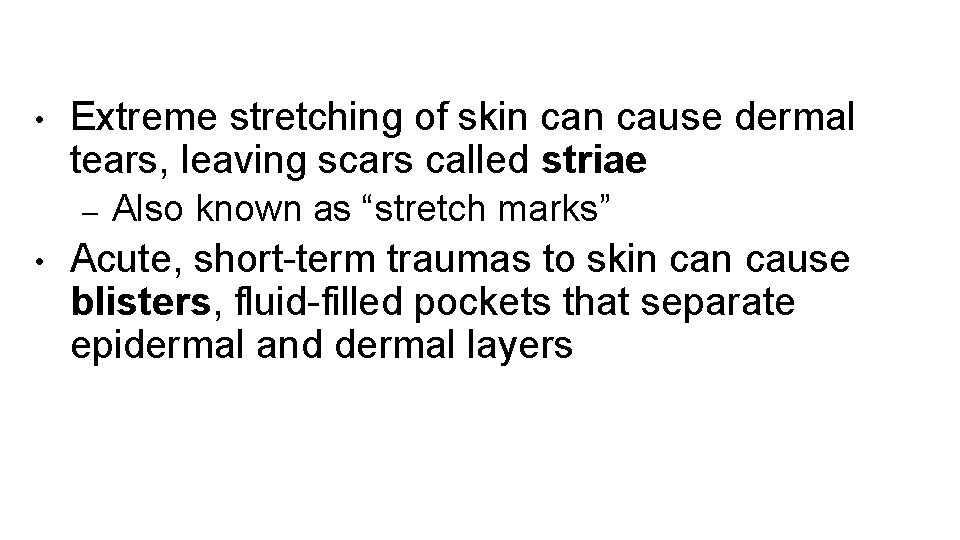  • Extreme stretching of skin cause dermal tears, leaving scars called striae –