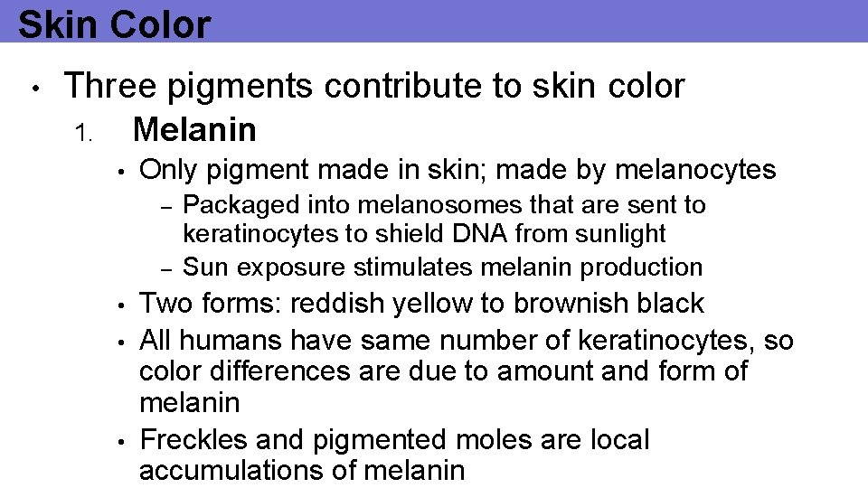 Skin Color • Three pigments contribute to skin color Melanin 1. • Only pigment