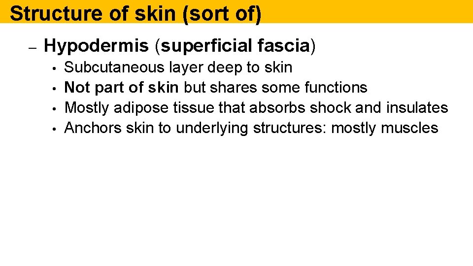 Structure of skin (sort of) – Hypodermis (superficial fascia) • • Subcutaneous layer deep