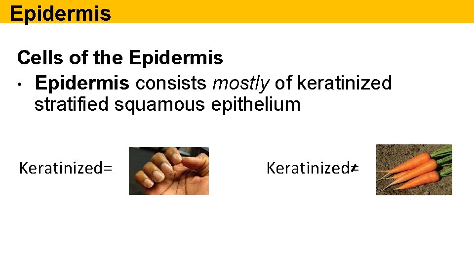 Epidermis Cells of the Epidermis • Epidermis consists mostly of keratinized stratified squamous epithelium