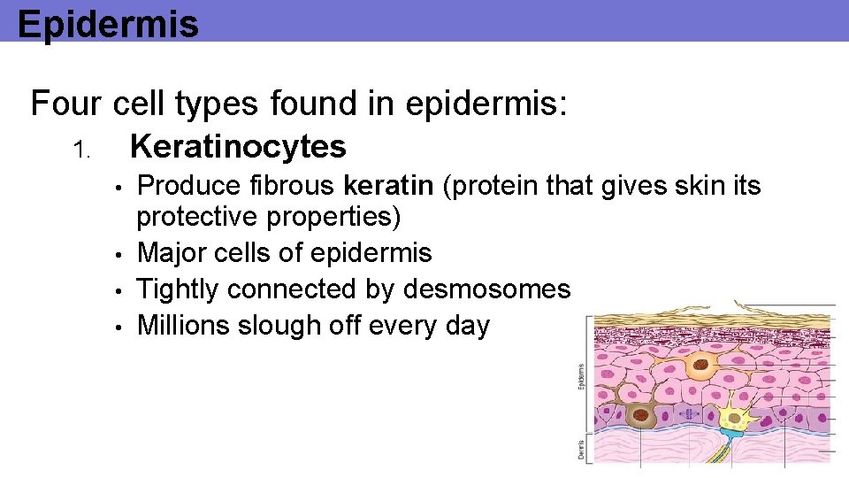 Epidermis Four cell types found in epidermis: Keratinocytes 1. • • Produce fibrous keratin