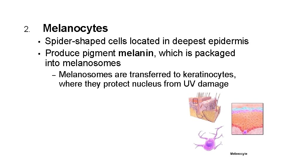 Melanocytes 2. • • Spider-shaped cells located in deepest epidermis Produce pigment melanin, which