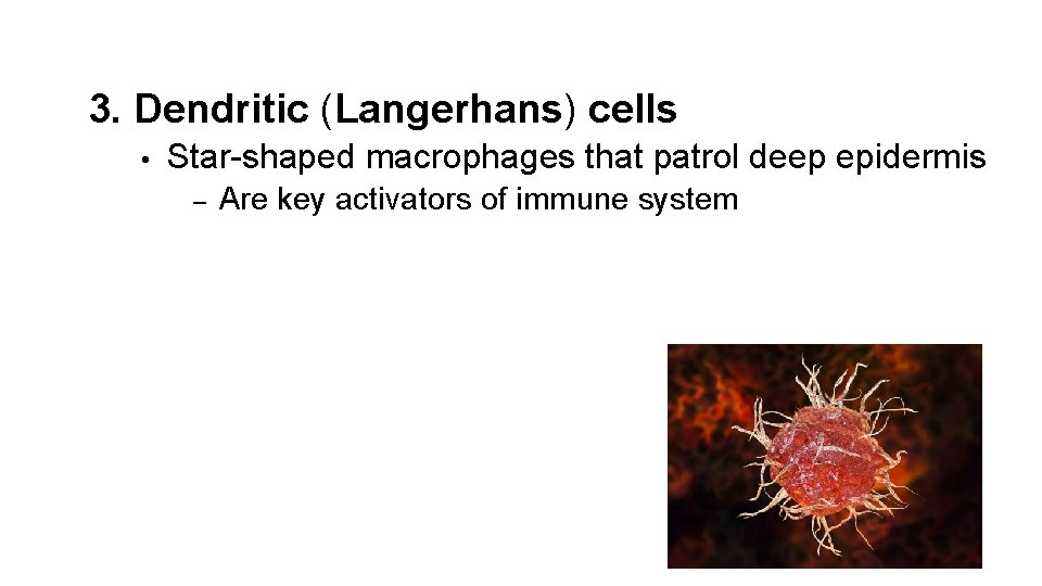 3. Dendritic (Langerhans) cells • Star-shaped macrophages that patrol deep epidermis – Are key