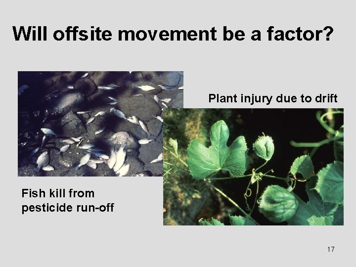 Will offsite movement be a factor? Plant injury due to drift Fish kill from