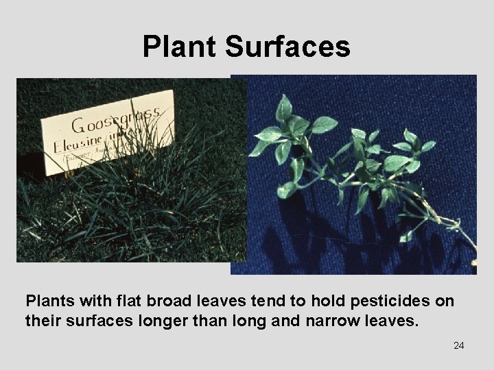 Plant Surfaces Plants with flat broad leaves tend to hold pesticides on their surfaces