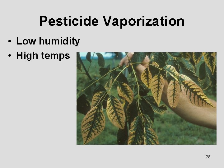 Pesticide Vaporization • Low humidity • High temps 28 