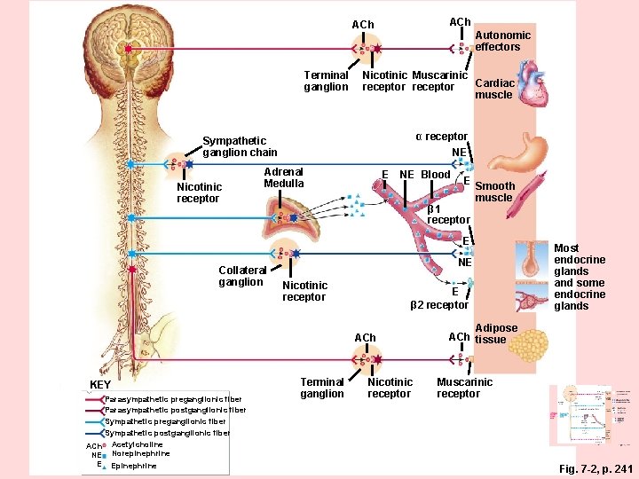 ACh Terminal ganglion Autonomic effectors Nicotinic Muscarinic Cardiac receptor muscle α receptor Sympathetic ganglion ACh Terminal ganglion Autonomic effectors Nicotinic Muscarinic Cardiac receptor muscle α receptor Sympathetic ganglion