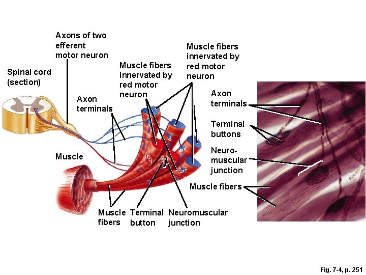 Axons of two efferent motor neuron Spinal cord (section) Axon terminals Muscle fibers innervated Axons of two efferent motor neuron Spinal cord (section) Axon terminals Muscle fibers innervated