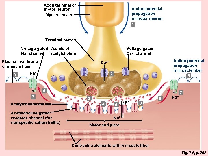 Axon terminal of motor neuron Myelin sheath Action potential propagation in motor neuron 1 Axon terminal of motor neuron Myelin sheath Action potential propagation in motor neuron 1