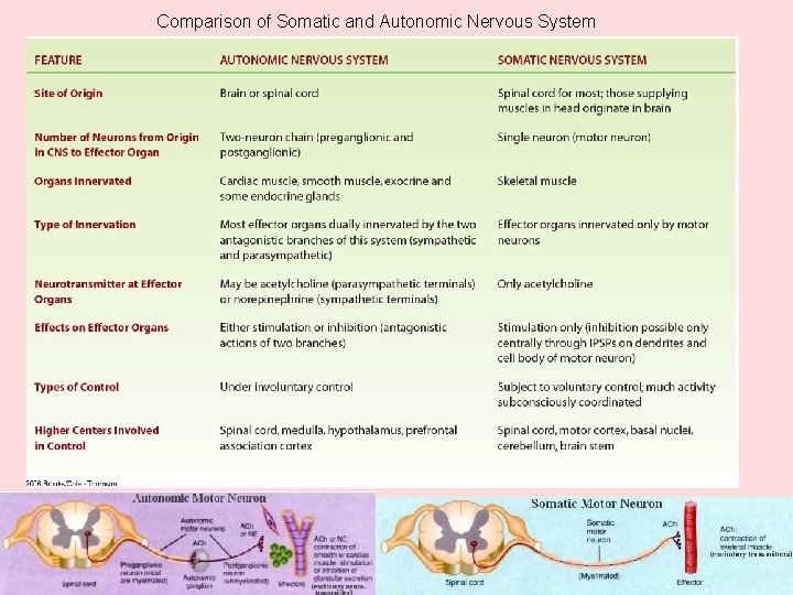 Comparison of Somatic and Autonomic Nervous System Comparison of Somatic and Autonomic Nervous System