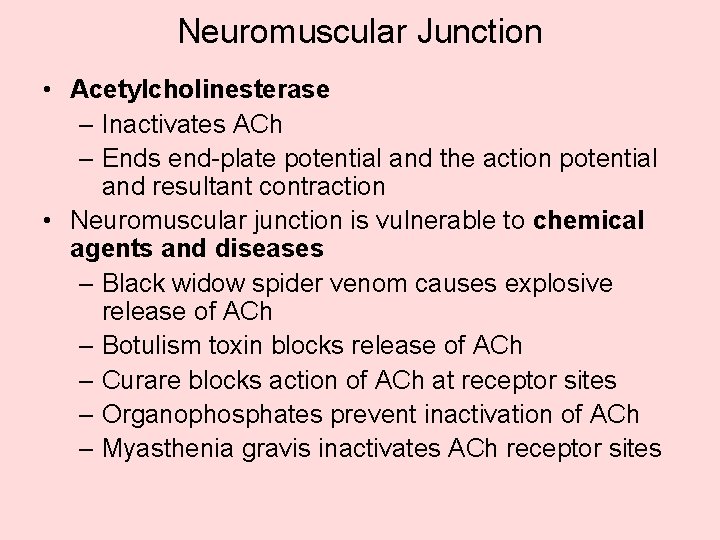 Neuromuscular Junction • Acetylcholinesterase – Inactivates ACh – Ends end-plate potential and the action Neuromuscular Junction • Acetylcholinesterase – Inactivates ACh – Ends end-plate potential and the action