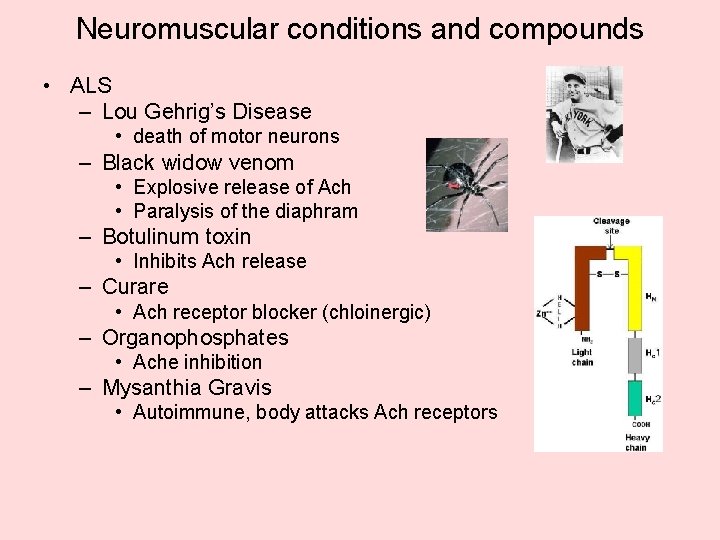 Neuromuscular conditions and compounds • ALS – Lou Gehrig’s Disease • death of motor Neuromuscular conditions and compounds • ALS – Lou Gehrig’s Disease • death of motor