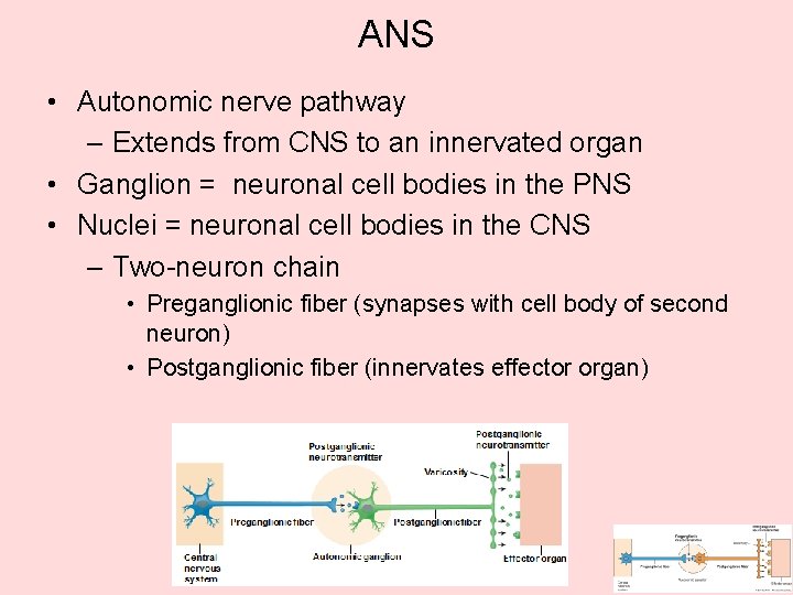 ANS • Autonomic nerve pathway – Extends from CNS to an innervated organ • ANS • Autonomic nerve pathway – Extends from CNS to an innervated organ •
