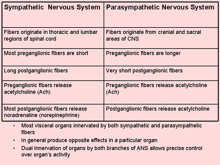 Sympathetic Nervous System Parasympathetic Nervous System Fibers originate in thoracic and lumbar regions of Sympathetic Nervous System Parasympathetic Nervous System Fibers originate in thoracic and lumbar regions of