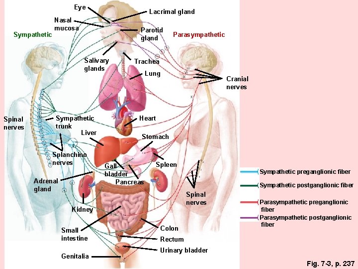Eye Sympathetic Lacrimal gland Nasal mucosa Parotid gland Salivary glands Spinal nerves Sympathetic trunk Eye Sympathetic Lacrimal gland Nasal mucosa Parotid gland Salivary glands Spinal nerves Sympathetic trunk