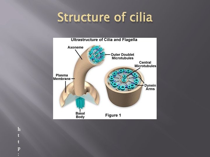 Structure of cilia h t t p : 