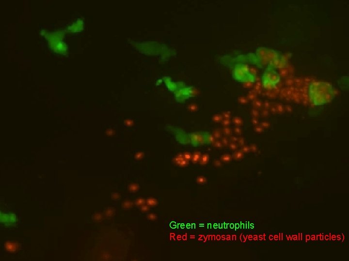 Green = neutrophils Red = zymosan (yeast cell wall particles) © The University of
