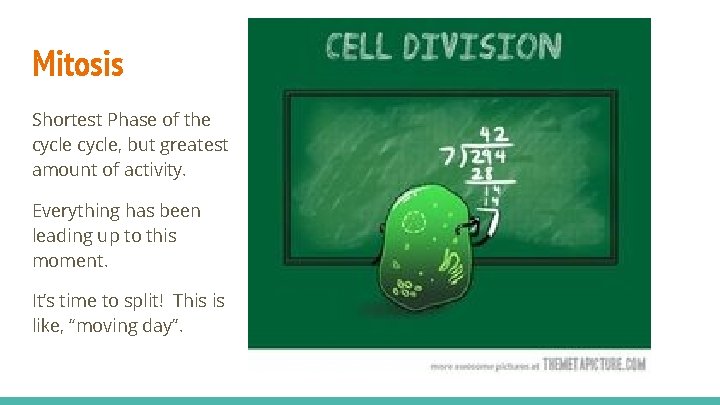 Mitosis Shortest Phase of the cycle, but greatest amount of activity. Everything has been