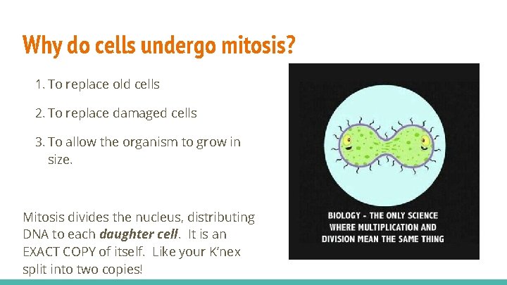 Why do cells undergo mitosis? 1. To replace old cells 2. To replace damaged