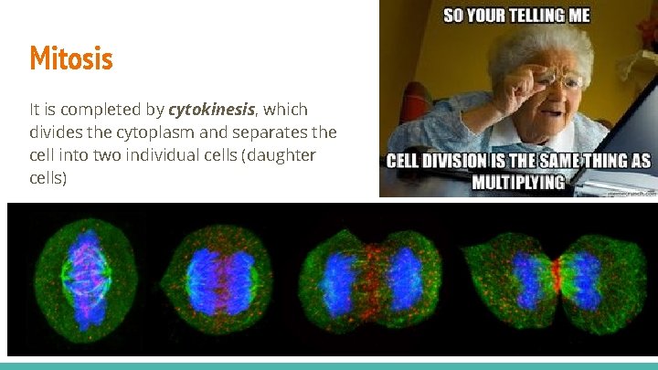Mitosis It is completed by cytokinesis, which divides the cytoplasm and separates the cell
