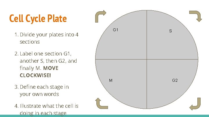 Cell Cycle Plate G 1 1. Divide your plates into 4 sections 2. Label