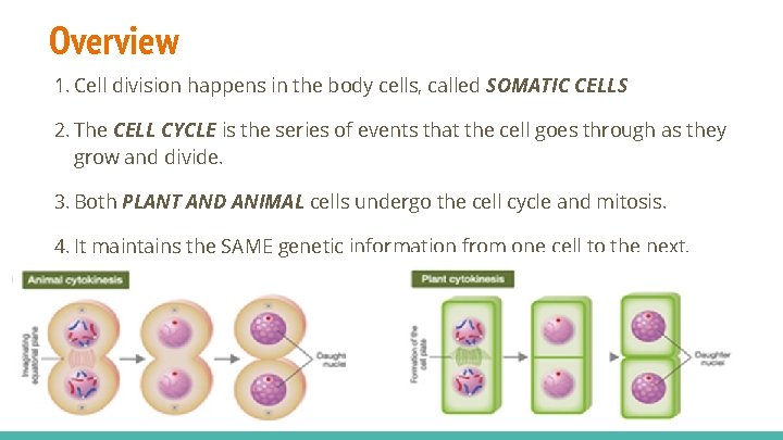 Overview 1. Cell division happens in the body cells, called SOMATIC CELLS 2. The