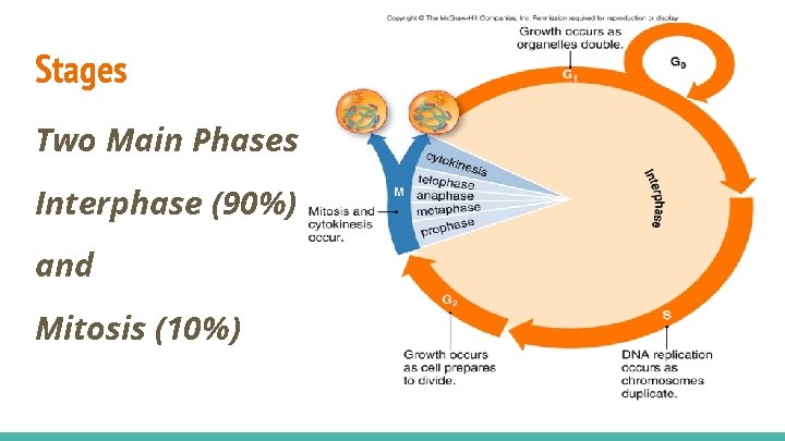 Stages Two Main Phases Interphase (90%) and Mitosis (10%) 
