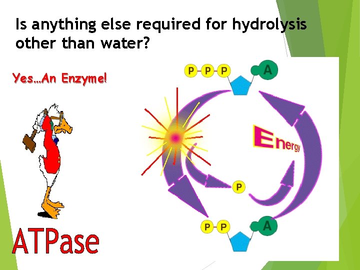 Is anything else required for hydrolysis other than water? Yes…An Enzyme! 