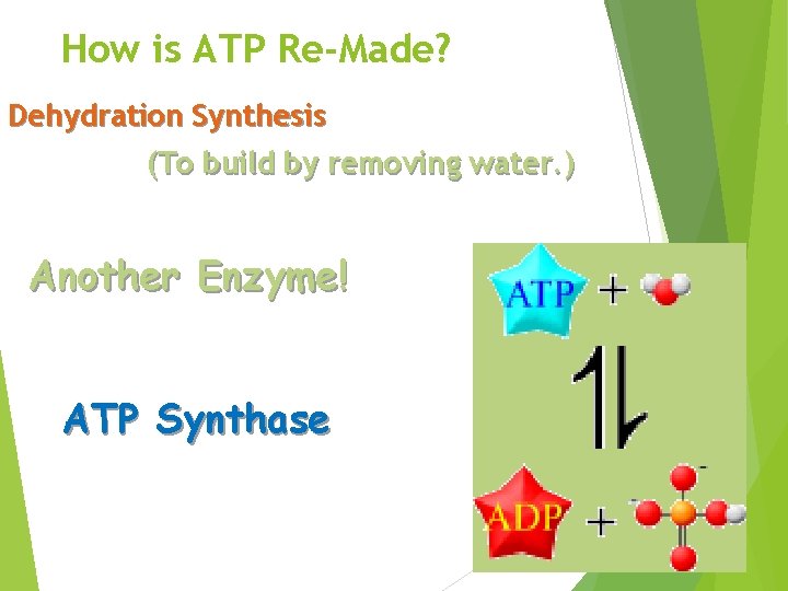 How is ATP Re-Made? Dehydration Synthesis (To build by removing water. ) Another Enzyme!