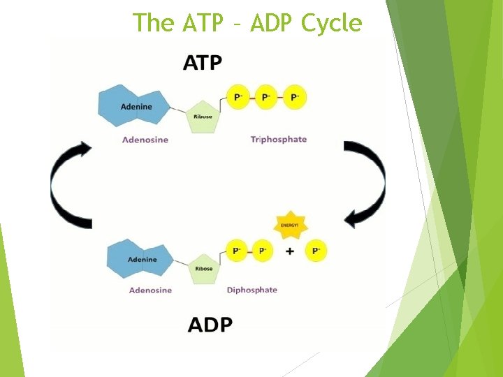 The ATP – ADP Cycle 