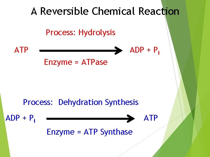 A Reversible Chemical Reaction Process: Hydrolysis ATP ADP + Pi Enzyme = ATPase Process:
