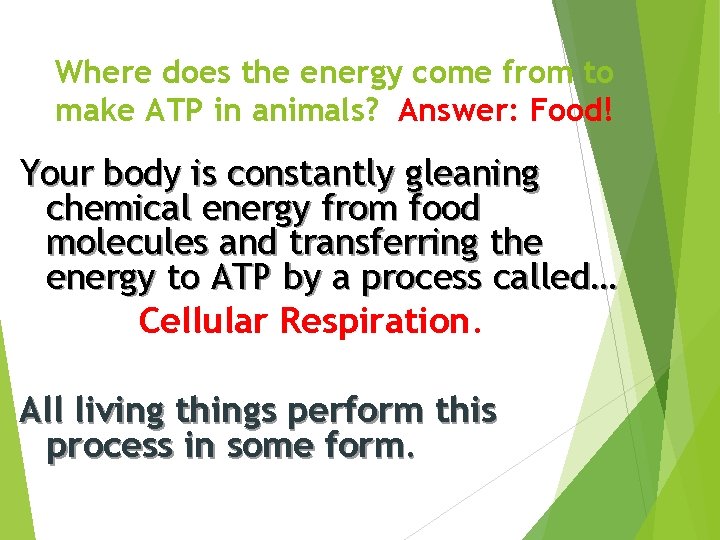 Where does the energy come from to make ATP in animals? Answer: Food! Your