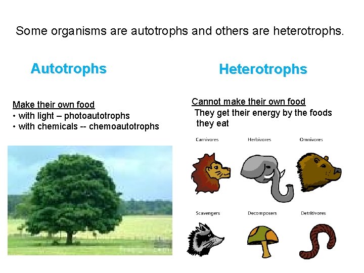 Some organisms are autotrophs and others are heterotrophs. Autotrophs Make their own food •