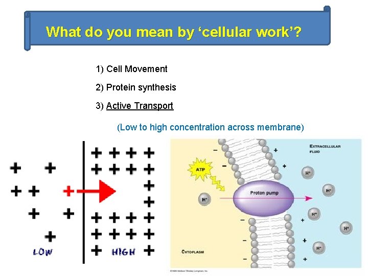 What do you mean by ‘cellular work’? 1) Cell Movement 2) Protein synthesis 3)