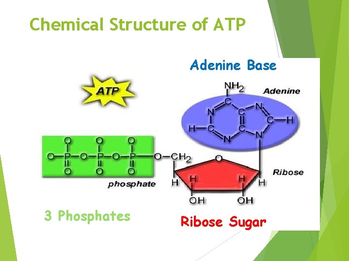 Chemical Structure of ATP Adenine Base 3 Phosphates Ribose Sugar 