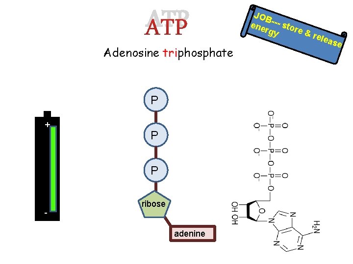 ATP Adenosine triphosphate tri P + P P - ribose adenine JOB ene ---