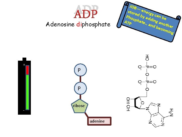 ADP Adenosine diphosphate di + P P - ribose adenine JOB -stor - energ