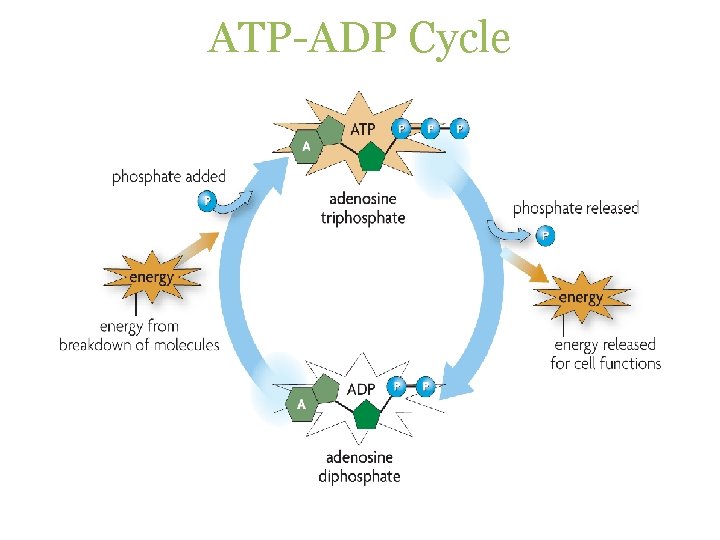ATP-ADP Cycle 