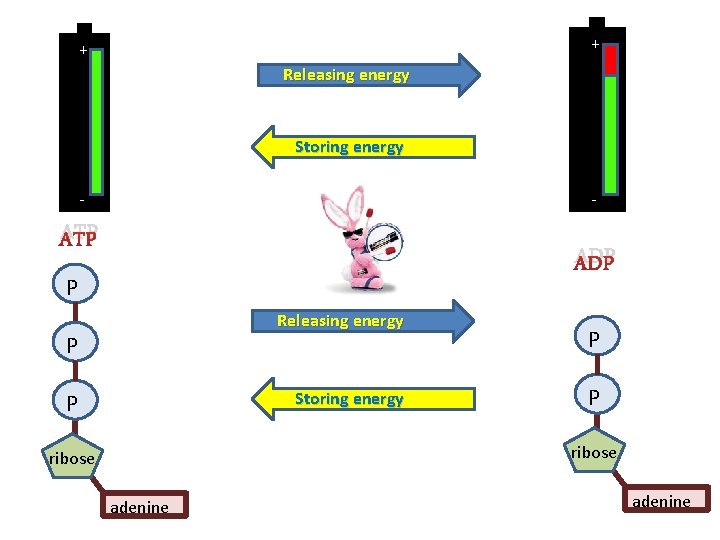 + + Releasing energy Storing energy - - ATP ADP P Releasing energy P